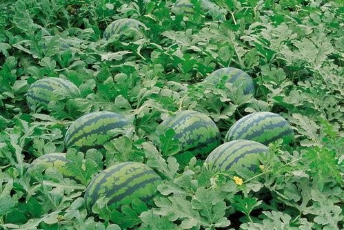 玉门吃瓜视频大全,趣味横生的民间生活剪影