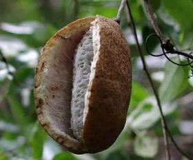 吃八月瓜搞笑视频,笑果连连，瓜味十足！