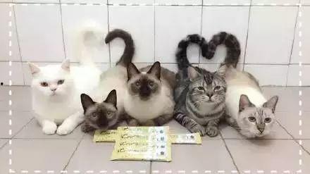 猫萌吃瓜视频,萌态百出，带你领略萌宠趣味时光