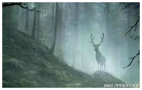 林深时见鹿吃瓜视频,探寻自然和谐共生的美好瞬间