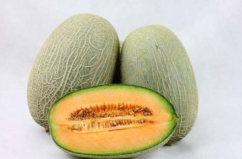 法斗犬能否吃哈密瓜呢视频,揭秘哈密瓜的适宜性