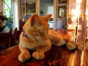 七彩猫塌房吃瓜视频,揭秘网络红人背后的真相