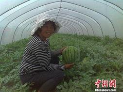 农村大姐吃秋瓜的视频,感受丰收喜悦