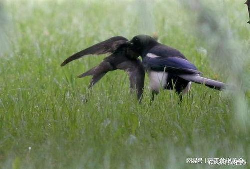 怎样对付喜鹊吃瓜的人视频,有效应对喜鹊偷吃瓜的烦恼