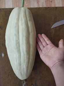 小圆瓜有毒吗可以吃吗视频,有毒还是美味？安全食用指南