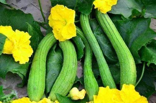 老人家吃瓜的视频大全下载,揭秘老人家吃瓜视频大全的趣味时光