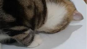 狗头吃瓜视频大全集,全网热门视频大盘点