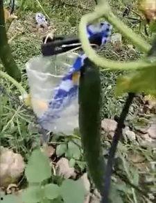 临夏最新吃瓜事件真相视频,真相视频曝光，真相令人震惊！