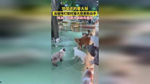 大佬打架吃瓜视频播放,这场视频播放量爆表的打架事件幕后真相