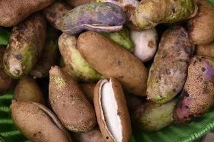 农村人吃八月瓜视频大全,农村人自制视频大全揭秘