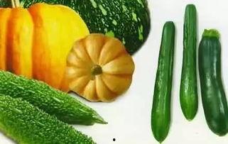 几月份吃秋瓜好呢视频讲解,最佳食用月份揭秘