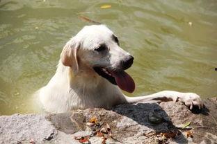 狗吃哈密瓜流泪怎么办视频,专家支招缓解方法