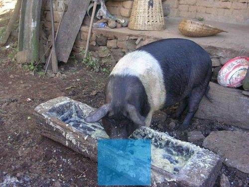 农民给猪吃瓜视频在线观看,农民养猪新招，瓜果共享趣味横生