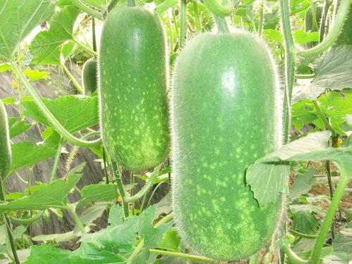 小孩吃白田瓜好吗视频,儿童食用指南与营养分析