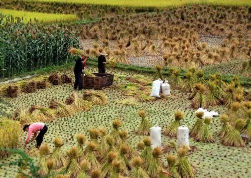 农民辛苦吃瓜视频,农民辛勤劳作背后的甜蜜瞬间