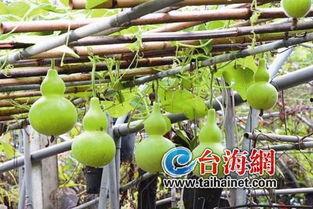 看吃葫芦瓜的视频大全,视频大全带你领略各式烹饪技巧