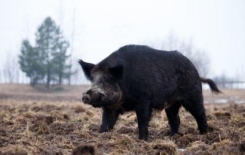 野猪吃葫芦瓜视频播放