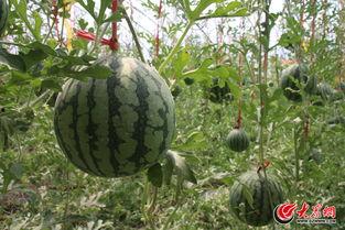 济阳吃瓜事件视频最新进展,最新视频揭露惊人内幕，真相逐渐浮出水面