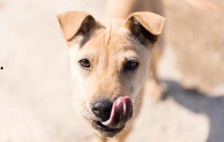 带你吃瓜狗跳舞视频完整版