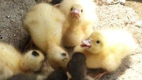 鸭子吃瓜视频大全集,趣味视频大全集回顾